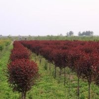 批發(fā)10公分紅葉李25公分紅葉李產地
