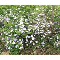 雙色茉莉