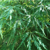 羽毛槭