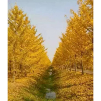 銀杏樹