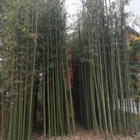 耐寒竹子