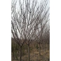 大量出售櫻花3-15公分，手機(jī)15966192988