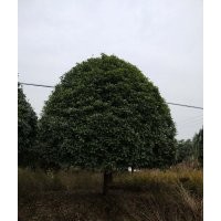 桂花樹綠化苗木
