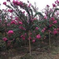 供應(yīng)紫薇，各種顏色紫薇，各種規(guī)格紫薇