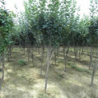 產(chǎn)地直銷10公分西府海棠，批發(fā)價550元