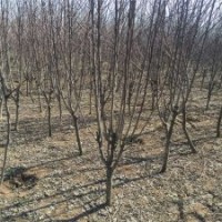 產(chǎn)地直銷6公分西府海棠，批發(fā)價80元