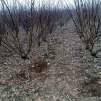產(chǎn)地大量榆葉梅樹，花期長、品種好，江蘇貨源