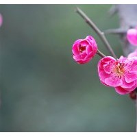 基地6公分紅梅樹(shù)的單價(jià)表