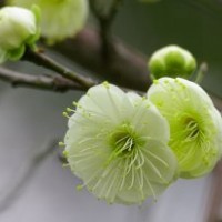 綠梅、紅梅、臘梅的報(bào)價(jià)