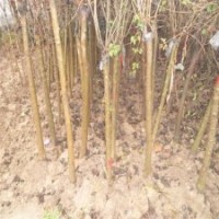 產(chǎn)地直銷3公分丁香樹，大量貨源