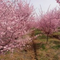 基地直銷(xiāo)5公分美人梅，優(yōu)惠價(jià)40元一棵