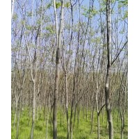 欒樹4～8公分