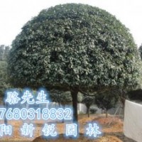 湖南桂花、新銳園林周年慶推出有史以來精品桂花直銷