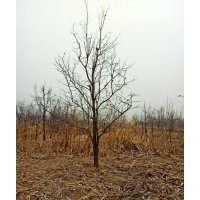 15公分柿子樹價格（工程苗木）