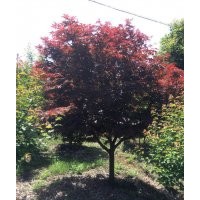 紅楓