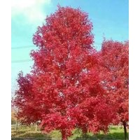美國(guó)紅楓