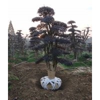 供應(yīng)南京 杭州征地樹樁10-12-15-20公分造型紅花繼木樁