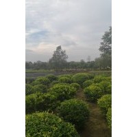 變色女貞精品球大量供應(yīng)：變色女貞