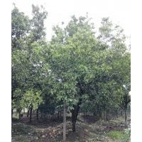 湖北精品香泡香櫞柚子樹(shù)