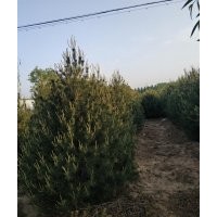 精選白皮松貨源，暢購(gòu)無(wú)憂，好貨價(jià)低