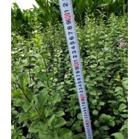 出售自家小葉丁香80公分往上