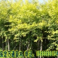 欒樹 欒樹基地 欒樹小苗 哪有欒樹