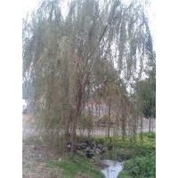 供應(yīng)黃山欒樹，精品欒樹，江蘇黃山欒樹，浙江黃山欒樹