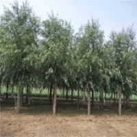 旱柳價格，旱柳圖片，14公分旱柳價格