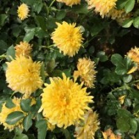 煙花波浪