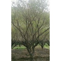 供應(yīng)精品雞爪槭紅楓海棠紅葉李桂花紅梅櫻花無(wú)患子