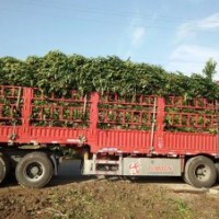 法國(guó)冬青基地：江西南昌市哪里有高度50-220公分法國(guó)冬青綠籬苗賣(mài)