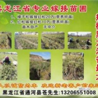 紅松嫁接紅松10萬(wàn)（營(yíng)養(yǎng)杯苗）