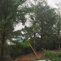 18以上小葉欖仁