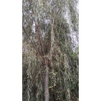 凈地出售米徑12公分，15公分，18公分，20公分垂柳