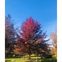 北美紅櫟10cm-25cm(沼生櫟、娜塔櫟、夏櫟、多枝櫟)