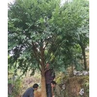 米徑8至18公分的紅豆杉