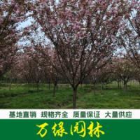 日本晚櫻