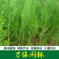 側柏