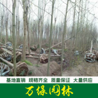 馬褂木