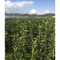 大量法國冬青供應(yīng)