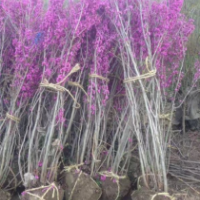 紫荊樹