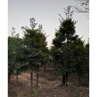 江西竹柏價(jià)格、南昌竹柏基地、江西省南昌市附近哪里有竹柏賣(mài)