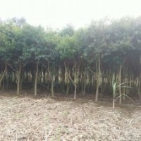 廣西南寧市12-15公分鐵冬青（萬紫千紅，紅果冬青，救必應(yīng)）特價