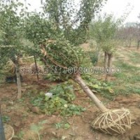 最新2-10公分紅梅價格表及基地實(shí)拍圖