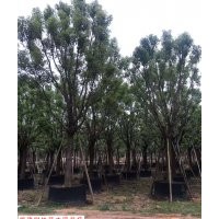 供應各種規(guī)格福建香樟 香樟供應基地 全冠香樟哪里有 香樟價格