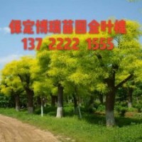 金葉白蠟價格，10公分金葉槐多少錢，金葉白蠟基地