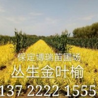 金葉榆價格，金葉槐報價，紅花槐基地，河北黃金槐