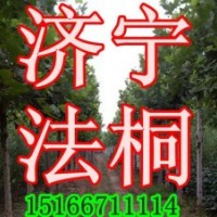 供13公分法桐-14公分-15公分速生法桐-18公分法桐價格
