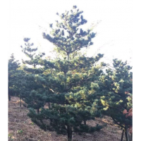 五針松