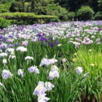 花菖蒲